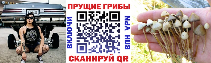 Псилоцибиновые грибы прущие грибы  купить закладку  ссылка на мегу зеркало  Шенкурск 